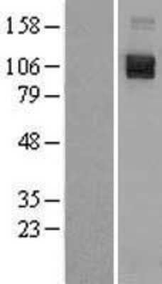 Western Blot: Semaphorin 4D/CD100 Overexpression Lysate [NBL1-15803]