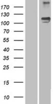 Western Blot: Semaphorin 5A Overexpression Lysate [NBP2-07932]