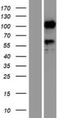 Western Blot: Semaphorin 6D Overexpression Lysate [NBP2-05235]