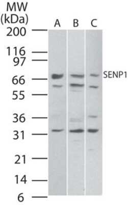 Western Blot: SENP1 Antibody [NB100-56405]