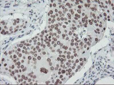 Immunohistochemistry-Paraffin: SENP2 Antibody (OTI3D3) [NBP2-03852]