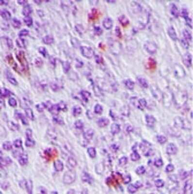 Immunohistochemistry-Paraffin: SENP2 Antibody [NB100-56406]