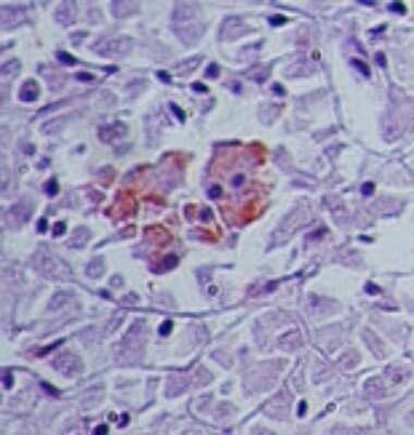 Immunohistochemistry-Paraffin: SENP2 Antibody [NB100-56406]