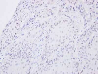 Immunohistochemistry-Paraffin: SENP2 Antibody [NBP1-31217]