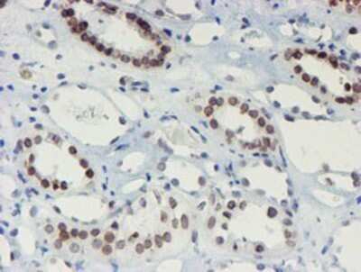 Immunohistochemistry: SENP2 Antibody (OTI3D3) - Azide and BSA Free [NBP2-74062]