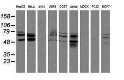 Western Blot: SENP2 Antibody (OTI3D3)Azide and BSA Free [NBP2-74062]