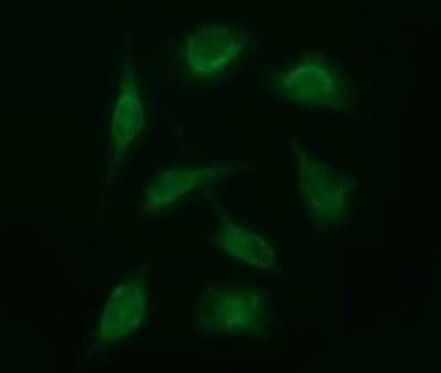 Immunocytochemistry/ Immunofluorescence: SENP2 Antibody (OTI4B3) - Azide and BSA Free [NBP2-74060]