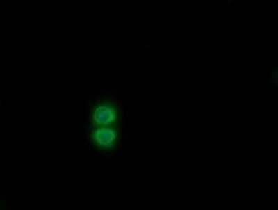 Immunofluorescence: SENP2 Antibody (OTI4B3) [NBP2-45759]