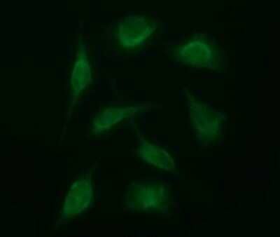 Immunofluorescence: SENP2 Antibody (OTI4B3) [NBP2-45759]