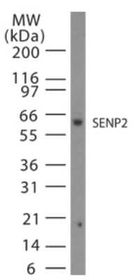 Western Blot: SENP2 Antibody [NB100-56406]