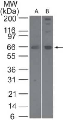 Western Blot: SENP2 Antibody [NB100-56406]