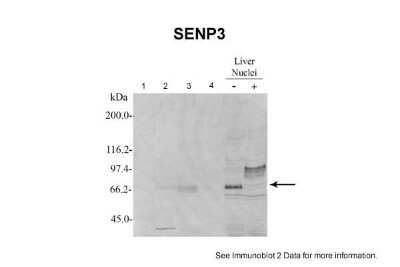 Western Blot: SENP3 Antibody [NBP1-56590]