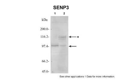 Western Blot: SENP3 Antibody [NBP1-56590]