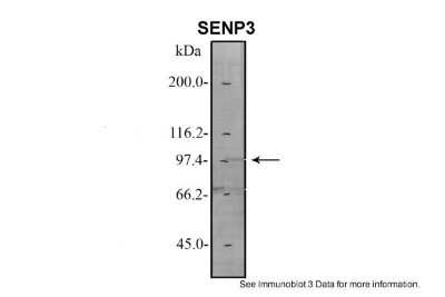 Western Blot: SENP3 Antibody [NBP1-56590]