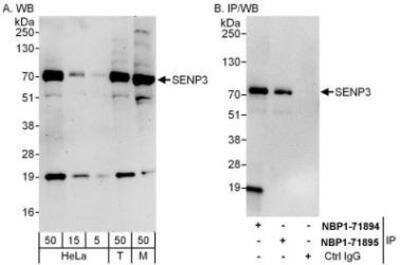 Western Blot: SENP3 Antibody [NBP1-71894]