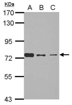 Western Blot: SENP3 Antibody [NBP2-20294]