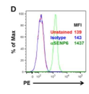 Flow Cytometry: SENP6 Antibody (4B7) [H00026054-M01]