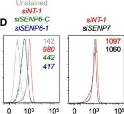 Flow Cytometry: SENP6 Antibody (4B7) [H00026054-M01]