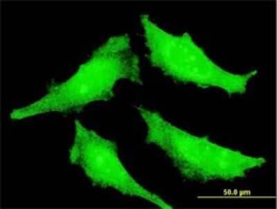 Immunocytochemistry/ Immunofluorescence: SENP7 Antibody (2D4) [H00057337-M01]