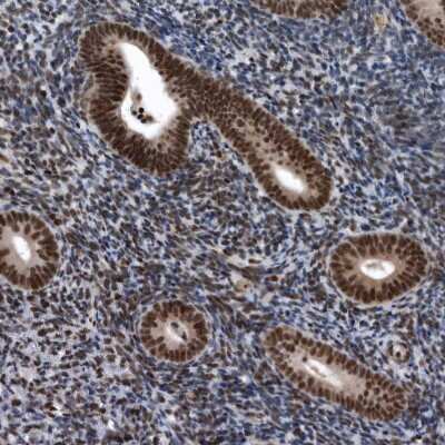 Immunohistochemistry-Paraffin: SENP7 Antibody [NBP1-86394]