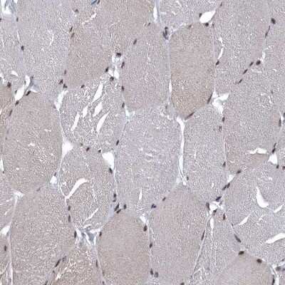 Immunohistochemistry-Paraffin: SENP7 Antibody [NBP1-86394]