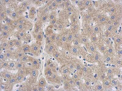 Immunohistochemistry-Paraffin: NEDP1/SENP8 Antibody [NBP2-20296]