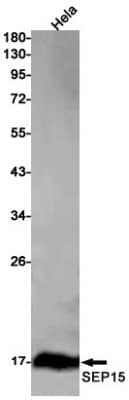 Western Blot: SEP15 Antibody (S04-4D8) [NBP3-20054]