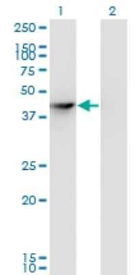 Western Blot: SEPHS1 Antibody (3G3) [H00022929-M04]