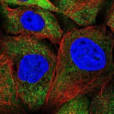 Immunocytochemistry/ Immunofluorescence: SEPN1 Antibody [NBP2-34098]