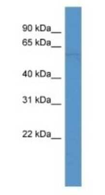 Western Blot: SEPN1 Antibody [NBP1-69058]