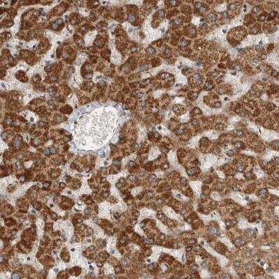 Immunohistochemistry: SERAC1 Antibody [NBP1-82218]