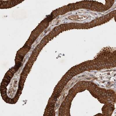 Immunohistochemistry-Paraffin: SERAC1 Antibody [NBP1-82217]