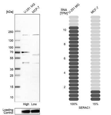 Western Blot: SERAC1 Antibody [NBP1-82217]