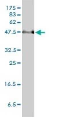 Western Blot: SERBP1 Antibody (1D2-2E9) [H00026135-M01]