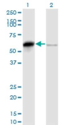 Western Blot: SERBP1 Antibody (1D2-2E9) [H00026135-M01]