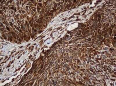 Immunohistochemistry: SERBP1 Antibody (OTI5G2) [NBP2-45763]