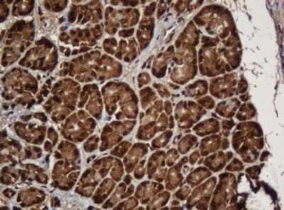 Immunohistochemistry: SERBP1 Antibody (OTI5G2) [NBP2-45763]