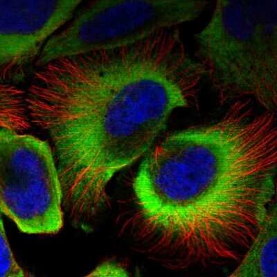Immunocytochemistry/ Immunofluorescence: SERBP1 Antibody [NBP1-85660]