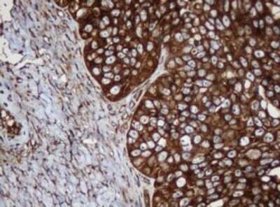 Immunohistochemistry: SERBP1 Antibody (OTI5G2) - Azide and BSA Free [NBP2-74073]
