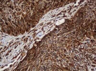 Immunohistochemistry: SERBP1 Antibody (OTI5G2) - Azide and BSA Free [NBP2-74073]