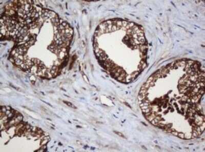 Immunohistochemistry: SERBP1 Antibody (OTI5G2) - Azide and BSA Free [NBP2-74073]