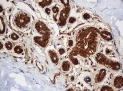 Immunohistochemistry: SERBP1 Antibody (OTI5G2) - Azide and BSA Free [NBP2-74073]