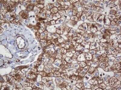 Immunohistochemistry: SERBP1 Antibody (OTI5G2) - Azide and BSA Free [NBP2-74073]