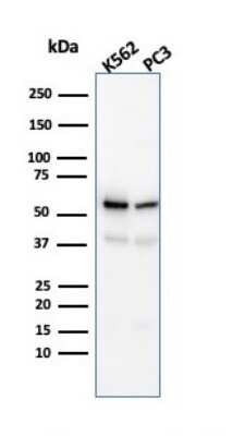 Western Blot: SERBP1 Antibody (SERBP1/3491)Azide and BSA Free [NBP3-08560]