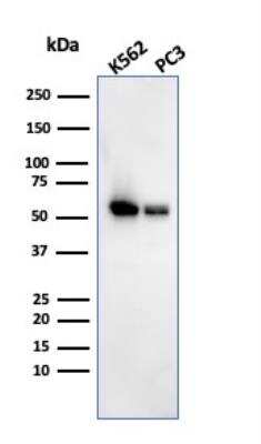 Western Blot: SERBP1 Antibody (SERBP1/3493)Azide and BSA Free [NBP2-79939]