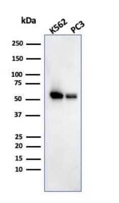 Western Blot: SERBP1 Antibody (SERBP1/3493) [NBP2-79805]