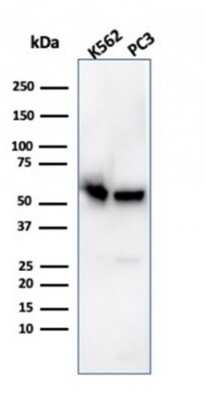 Western Blot: SERBP1 Antibody (SERBP1/3496)Azide and BSA Free [NBP2-79844]