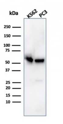 Western Blot: SERBP1 Antibody (SERBP1/3496) [NBP2-79710]