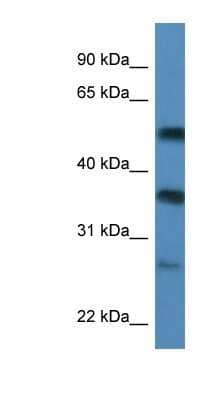 Western Blot: SERBP1 Antibody [NBP1-57210]