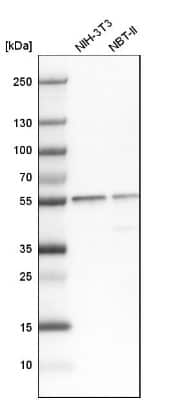 Western Blot: SERBP1 Antibody [NBP1-85660]